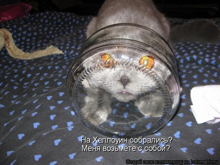 Котоматрица: На Хеллоуин собрались? Меня возьмёте с собой?