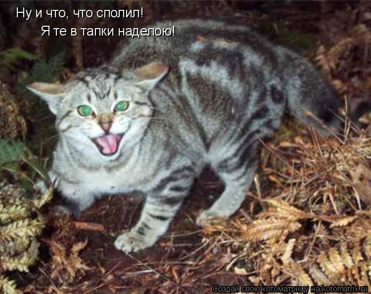 Котоматрица: Ну и что, что сполил! Я те в тапки наделою!