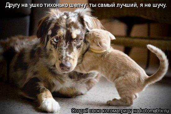 Котоматрица: Другу на ушко тихонько шепчу: ты самый лучший, я не шучу.