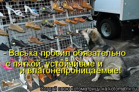 с пяткой, устойчивые и - Васька просил обязательно и влагонепроницаемые!... Котоматрица: с пяткой, устойчивые и - Васька просил обязательно и влагонепроницаемые!