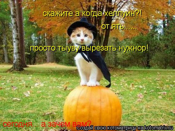 Котоматрица: скажите а когда хеллуин?! сегодня... а зачем вам? от ять...... просто тыуву вырезать нужнор!
