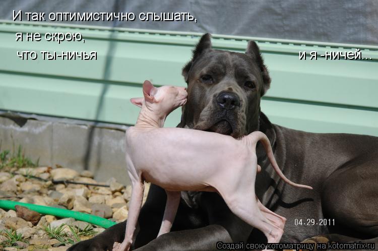 Котоматрица: И так оптимистично слышать,  я не скрою, что ты-ничья и я -ничей...