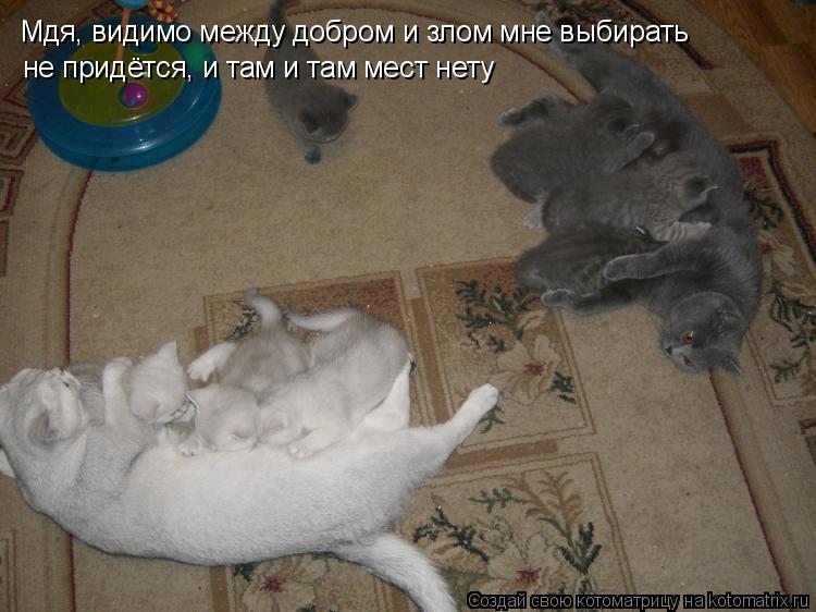Котоматрица: Мдя, видимо между добром и злом мне выбирать  не придётся, и там и там мест нету