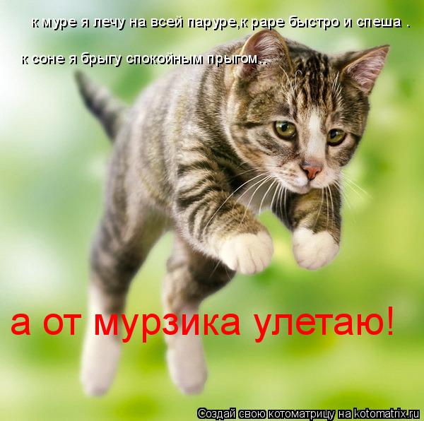 к муре я лечу на всей паруре,к раре быстро и спеша . к соне я брыгу спокойным прыгом.. а от мурзика у... Котоматрица: к муре я лечу на всей паруре,к раре быстро и спеша . к соне я брыгу спокойным прыгом.. а от мурзика улетаю!