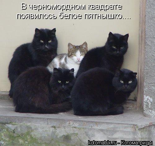 В черномордном квадрате появилось белое пятнышко....... Котоматрица: В черномордном квадрате появилось белое пятнышко....