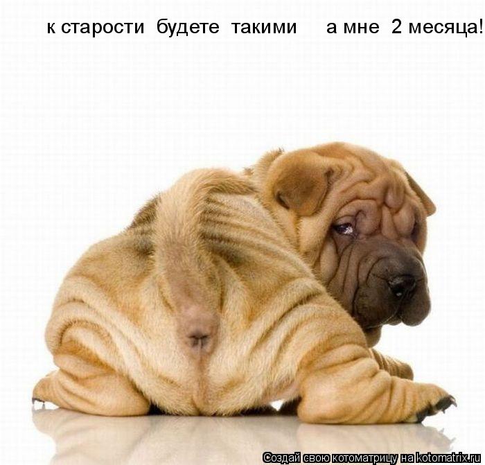 к старости будете такими а мне 2 месяца!... Котоматрица: к старости будете такими а мне 2 месяца!