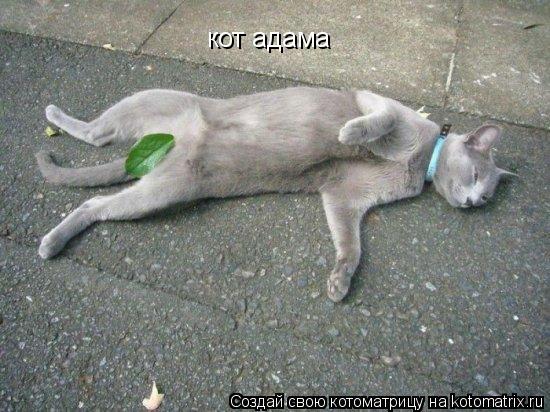 кот адама... Котоматрица: кот адама