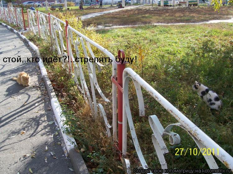 стой, кто идёт?!..стрелять буду!... Котоматрица: стой, кто идёт?!..стрелять буду!