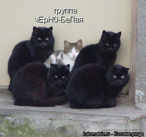 группа чЕрН0-БеЛая... Котоматрица: группа чЕрН0-БеЛая