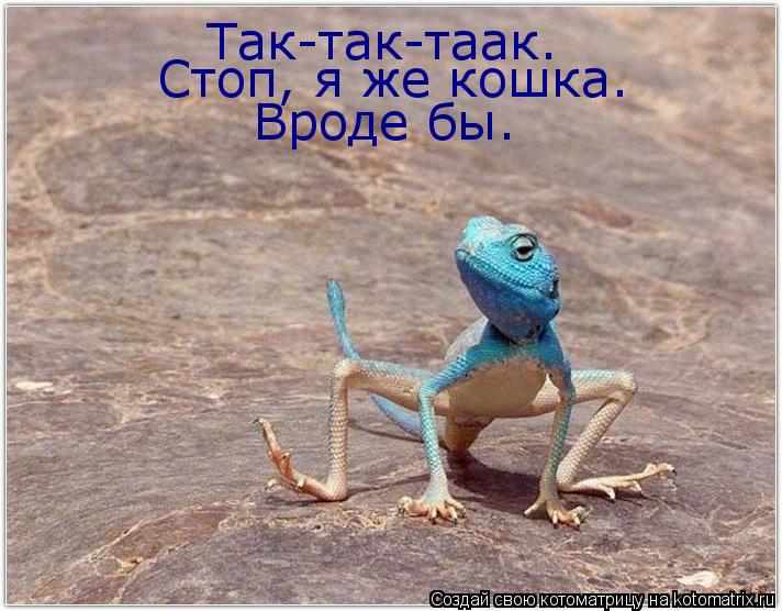 Котоматрица: Так-так-таак. Стоп, я же кошка. Вроде бы.