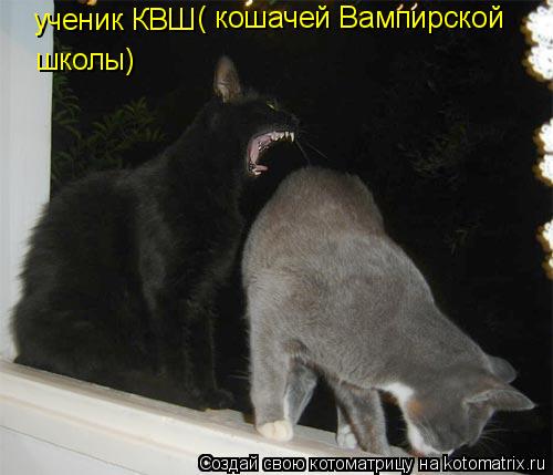 Котоматрица: ученик КВШ ( кошачей Вампирской школы)