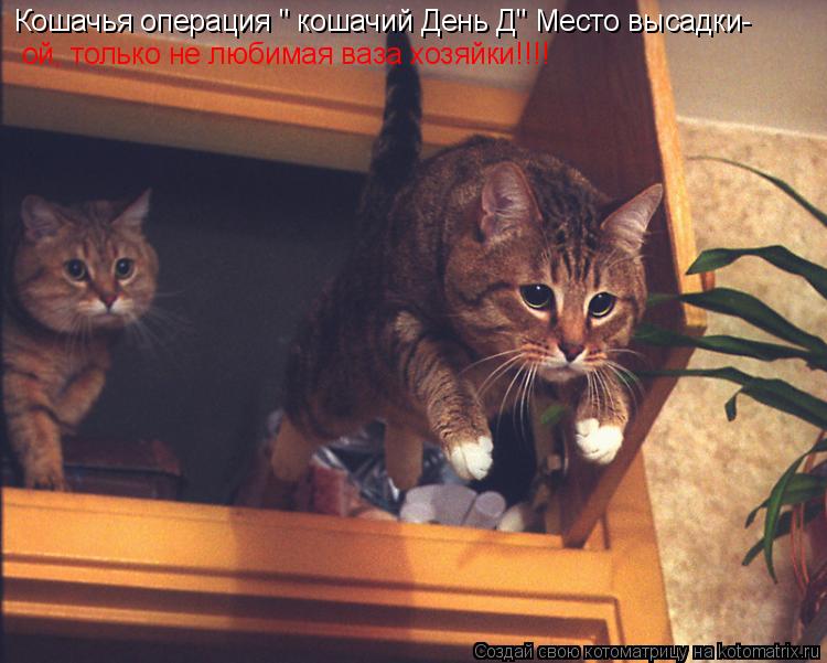 Котоматрица: Кошачья операция " кошачий День Д" Место высадки- ой, только не любимая ваза хозяйки!!!!