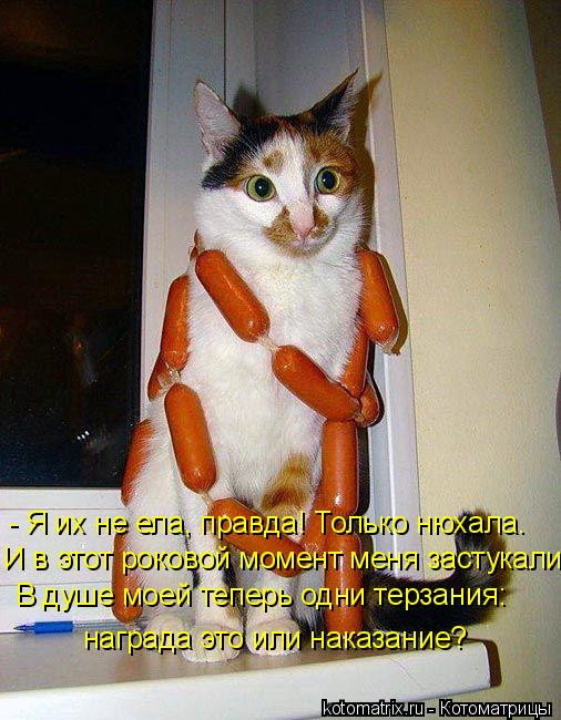 Котоматрица: награда это или наказание? - Я их не ела, правда! Только нюхала. И в этот роковой момент меня застукали... В душе моей теперь одни терзания: