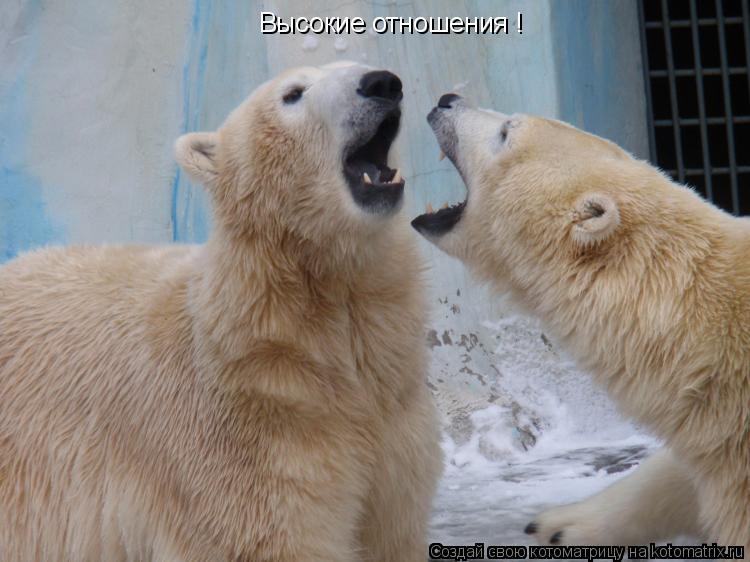 Котоматрица: Высокие отношения !