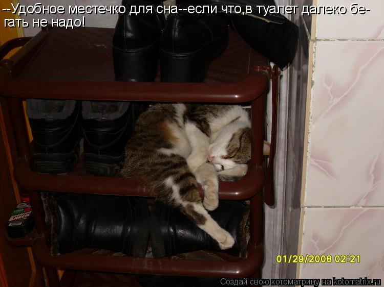 Котоматрица: --Удобное местечко для сна--если что,в туалет далеко бе- гать не надо!