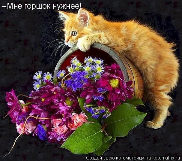Котоматрица: --Мне горшок нужнее!