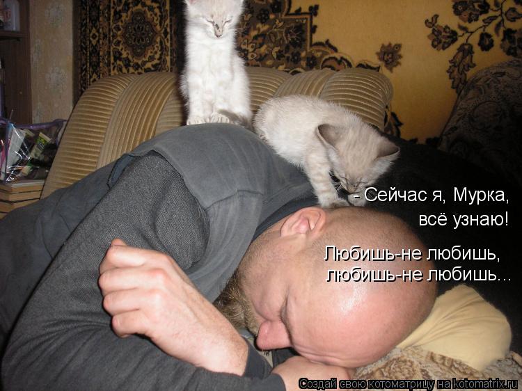 Котоматрица: - Сейчас я, Мурка, всё узнаю! любишь-не любишь... Любишь-не любишь,