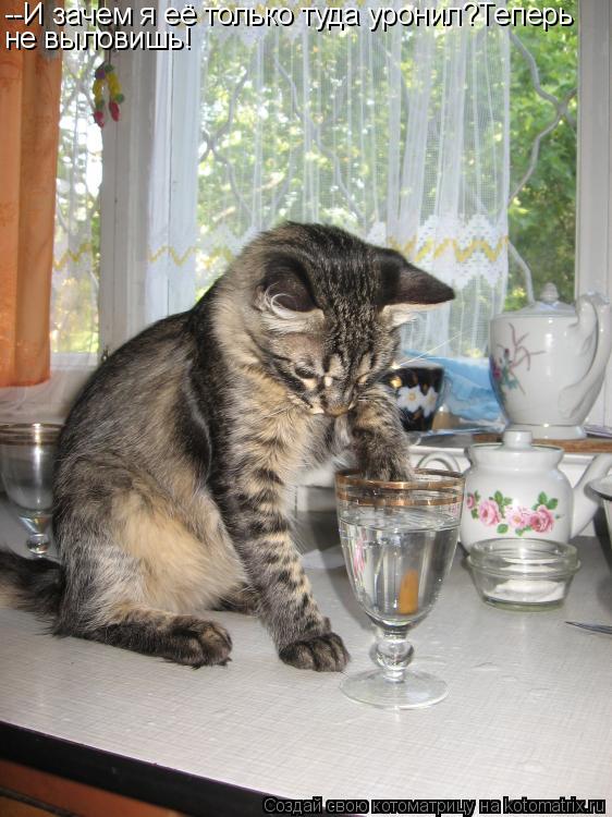 Котоматрица: --И зачем я её только туда уронил?Теперь не выловишь!