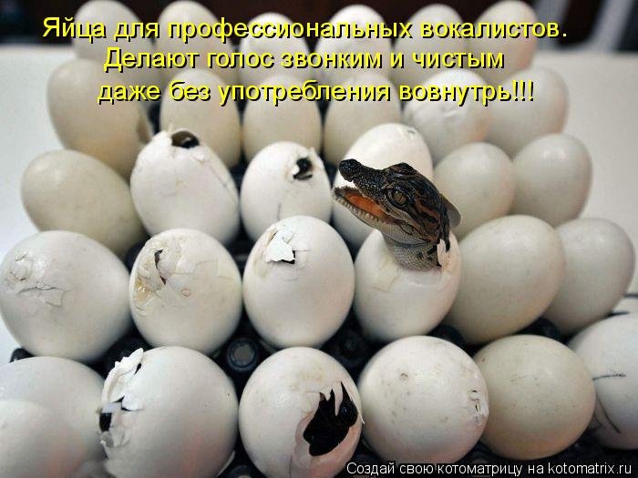 Котоматрица: Яйца для профессиональных вокалистов. Делают голос звонким и чистым даже без употребления вовнутрь!!!
