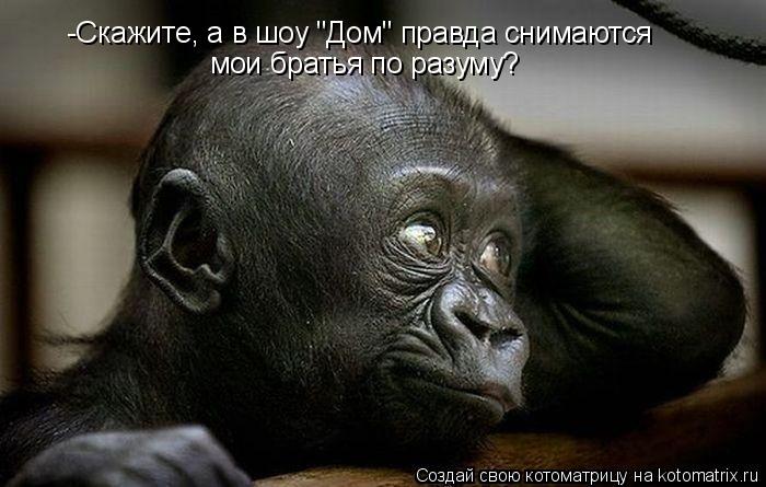 Котоматрица: -Скажите, а в шоу "Дом" правда снимаются мои братья по разуму?