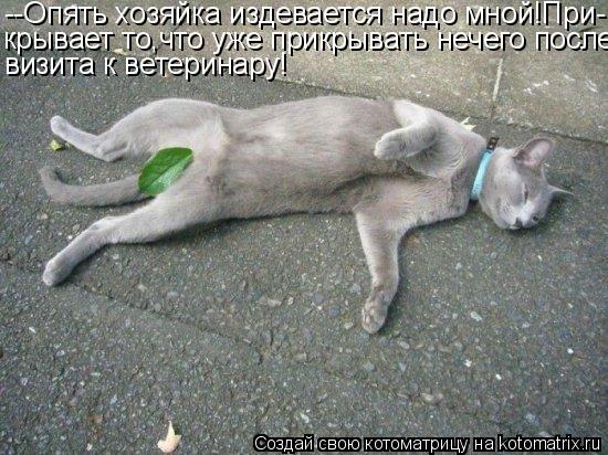 Котоматрица: --Опять хозяйка издевается надо мной!При- крывает то,что уже прикрывать нечего после визита к ветеринару!