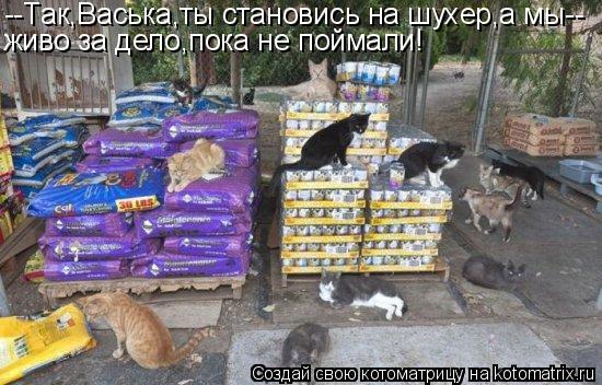 Котоматрица: --Так,Васька,ты становись на шухер,а мы-- живо за дело,пока не поймали!