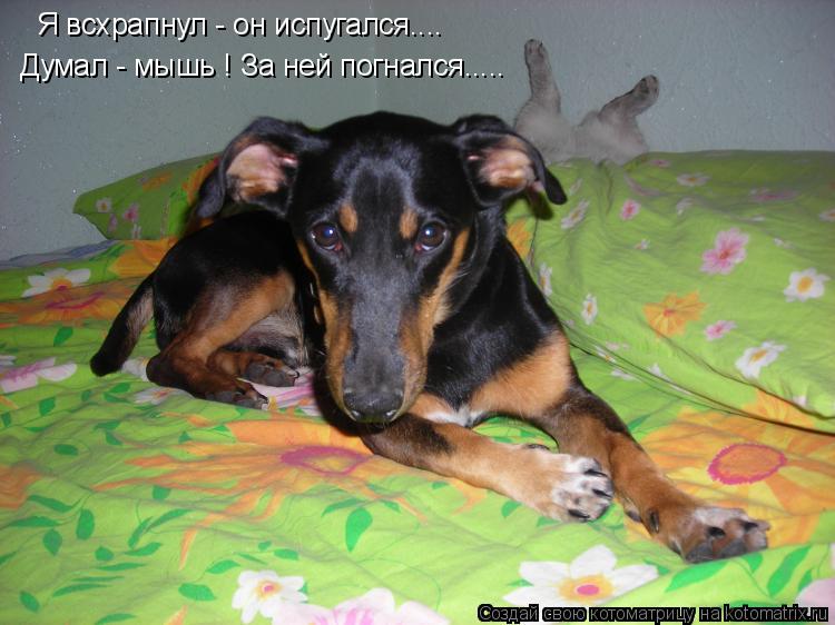 Котоматрица: Я всхрапнул - он испугался.... Думал - мышь ! За ней погнался.....