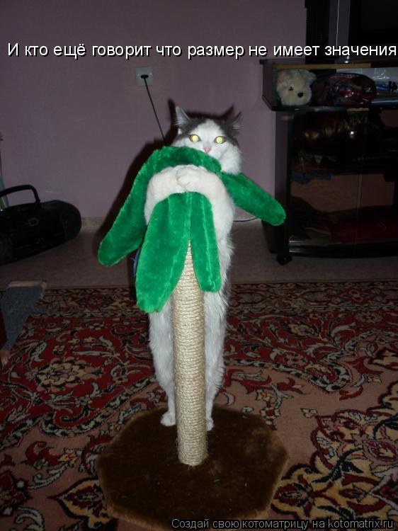 Котоматрица: И кто ещё говорит что размер не имеет значения И кто ещё говорит что размер не имеет значения