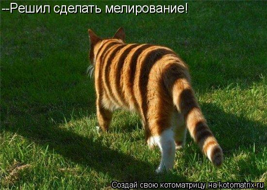 Котоматрица: --Решил сделать мелирование!