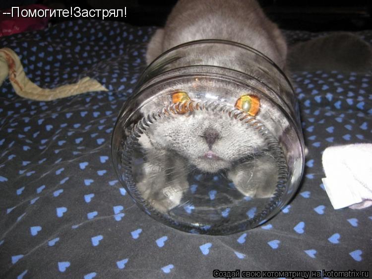 Котоматрица: --Помогите!Застрял!
