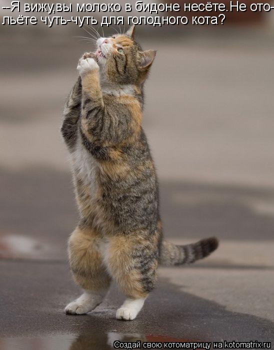 Котоматрица: --Я вижу,вы молоко в бидоне несёте.Не ото- льёте чуть-чуть для голодного кота?