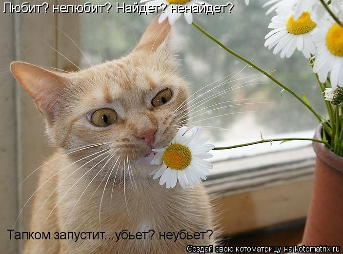 Котоматрица: Любит? нелюбит? Найдет? ненайдет? Тапком запустит...убьет? неубьет?