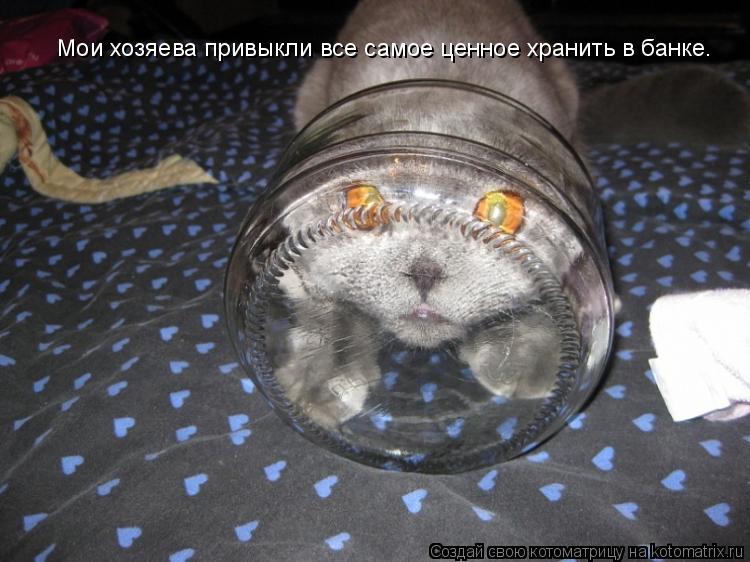 Котоматрица: Мои хозяева привыкли все самое ценное хранить в банке.