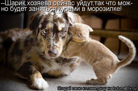 Котоматрица: --Шарик,хозяева сейчас уйдут,так что мож- но будет заняться курами в морозилке!
