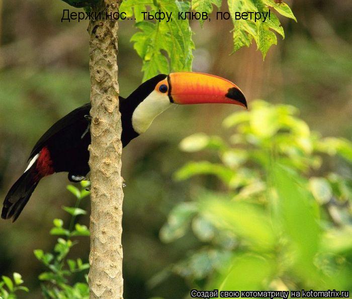 Котоматрица: Держи нос... тьфу, клюв, по ветру!