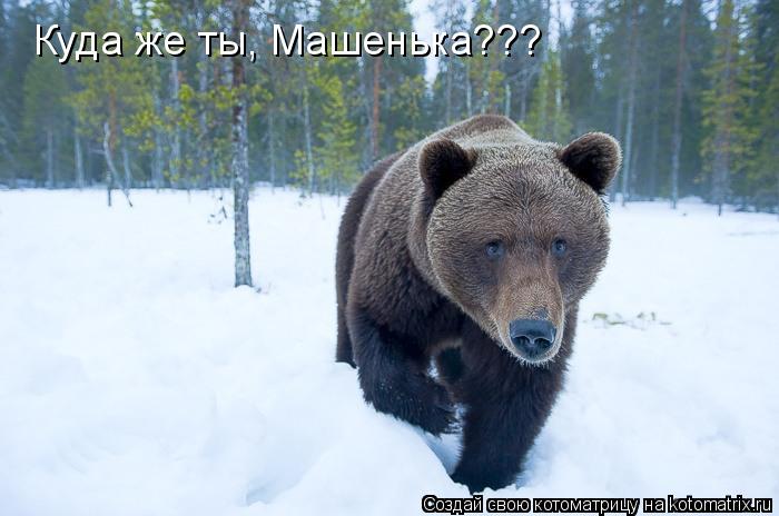 Котоматрица: Куда же ты, Машенька???