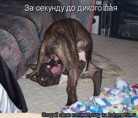 Котоматрица: За секунду до дикого лая