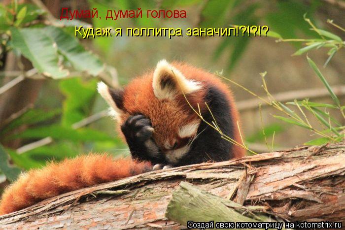 Котоматрица: Думай, думай голова Кудаж я поллитра заначил!?!?!?