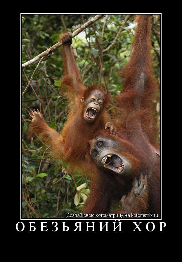 Котоматрица: обезьяний хор 