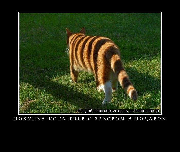 Котоматрица: покупка кота тигр с забором в подарок 