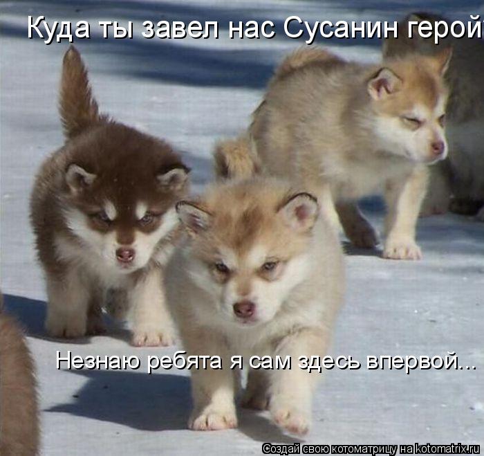 Котоматрица: Куда ты завел нас Сусанин герой? Незнаю ребята я сам здесь впервой...