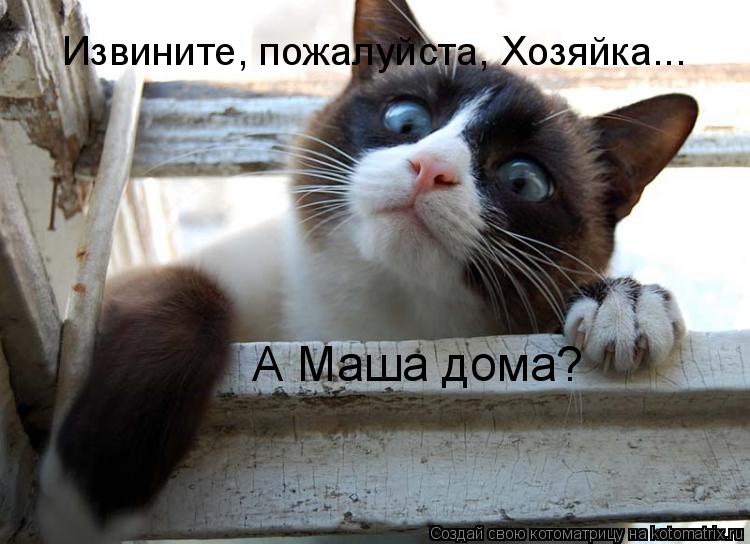 Котоматрица: Извините, пожалуйста, Хозяйка... А Маша дома?