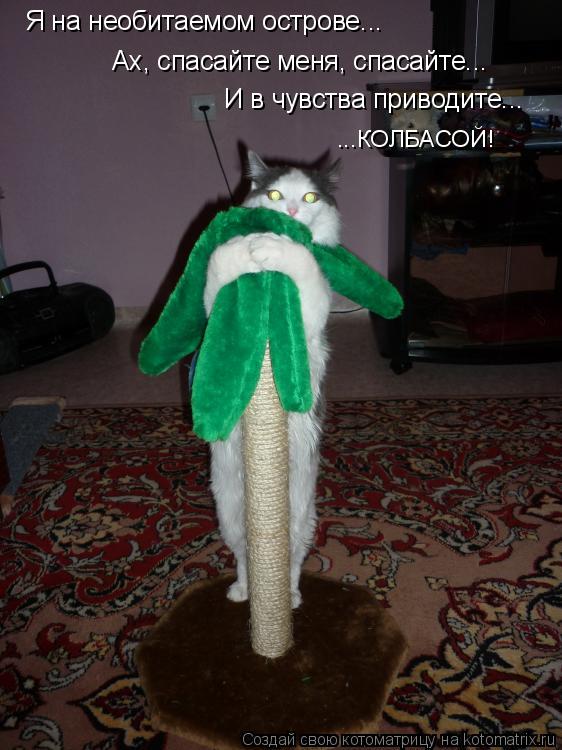 Я на необитаемом острове... Ах, спасайте меня, спасайте... И в чувства приводите... ...КОЛБАСОЙ!... Котоматрица: Я на необитаемом острове... Ах, спасайте меня, спасайте... И в чувства приводите... ...КОЛБАСОЙ!