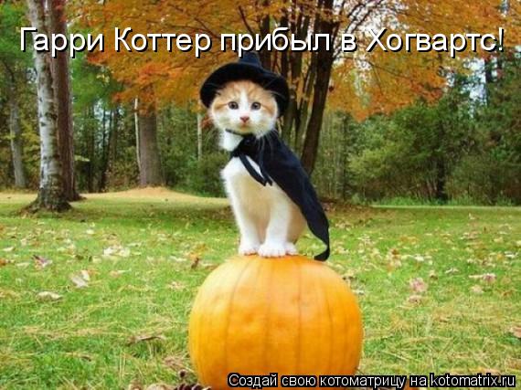 Гарри Коттер прибыл в Хогвартс!... Котоматрица: Гарри Коттер прибыл в Хогвартс!