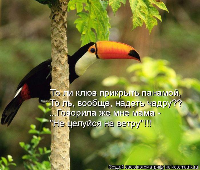 То ли клюв прикрыть панамой, То ль, вообще, надеть чадру?? ...Говорила же мне мама - "Не целуйся на ... Котоматрица: То ли клюв прикрыть панамой, То ль, вообще, надеть чадру?? ...Говорила же мне мама - "Не целуйся на ветру"!!!