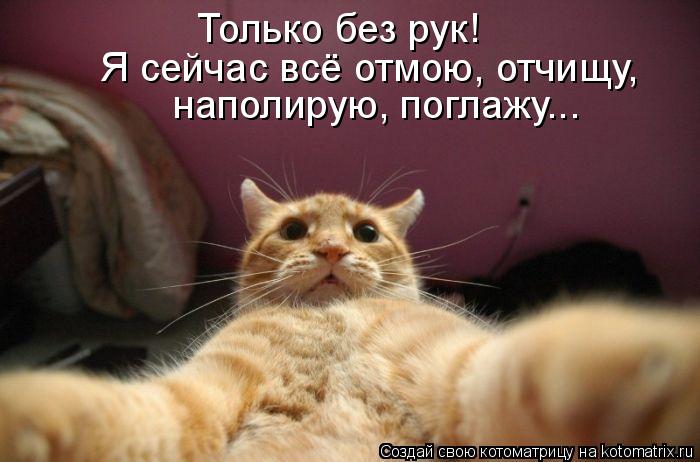 Только без рук! Я сейчас всё отмою, отчищу, наполирую, поглажу...... Котоматрица: Только без рук! Я сейчас всё отмою, отчищу, наполирую, поглажу...