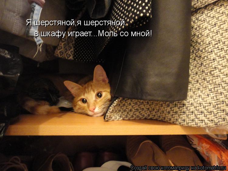 Я шерстяной,я шерстяной. в шкафу играет...Моль со мной!... Котоматрица: Я шерстяной,я шерстяной. в шкафу играет...Моль со мной!