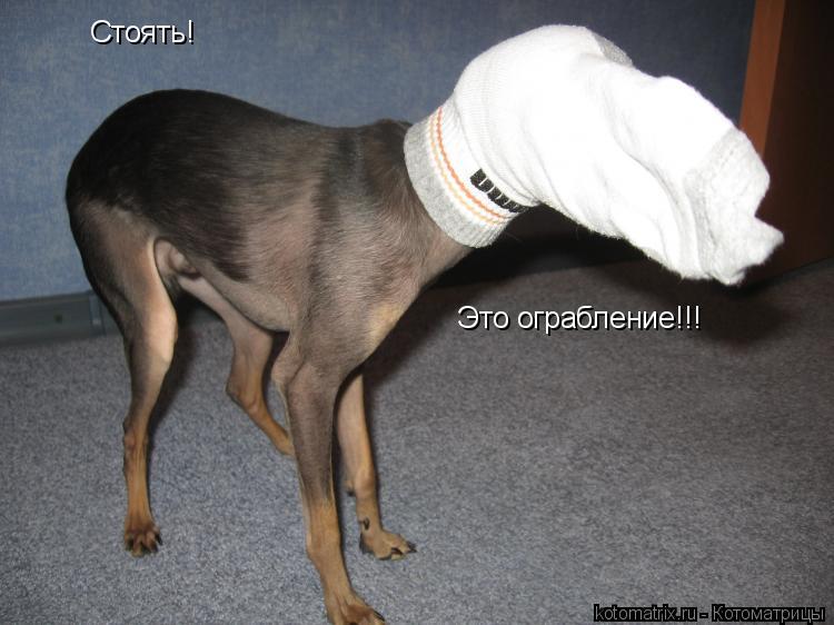 Стоять! Это ограбление!!!... Котоматрица: Стоять! Это ограбление!!!