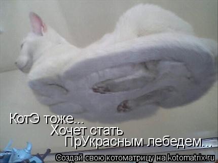 КотЭ тоже... Хочет стать ПрУкрасным лебедем...... Котоматрица: КотЭ тоже... Хочет стать ПрУкрасным лебедем...
