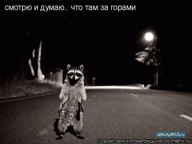 смотрю и думаю.. что там за горами... Котоматрица: смотрю и думаю.. что там за горами